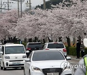 비 쏟아진다고 해도 몰려든 상춘객들