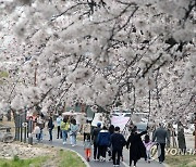 비에 떨어지기 전에 벚꽃 구경하자