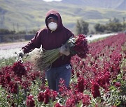Virus Outbreak California Farmworkers