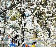[노동신문 사진] 평양에도 봄꽃이 피었다