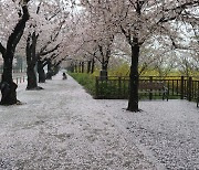 벚꽃과 봄비..당신 봄날의 '최애' 풍경은 어떤 날인가요?