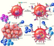 별 모양 면역세포가 항암치료 효과 높인다..癌종양 50% 억제효과 확인