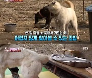 '동물농장' 시골 강아지 골든레트리버, 한 달만에 집주인 품으로 '감동' [TV캡처]