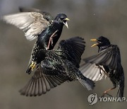 HUNGARY ANIMALS