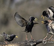 HUNGARY ANIMALS