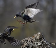 HUNGARY ANIMALS