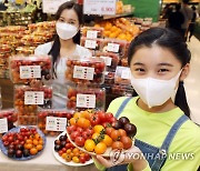 젤리마토·별마토..'이색 토마토 보러오세요'