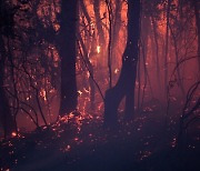 "호주 산불, 기후변화가 원인이었다"