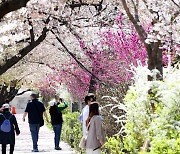 [포토] 32.4대1 경쟁 뚫고..여의도 윤중로 '제한적 벚꽃놀이'