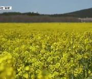 [7시 영상] 아낌없이 주는 꽃 '유채'