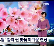 [세상돋보기] '잔인한 4월' 일찍 핀 벚꽃 아쉬운 엔딩