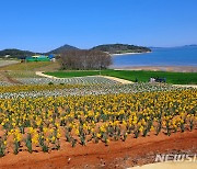 '수선화의 섬' 신안 선도 '1호 갯벌국립공원' 추진