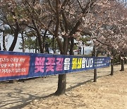 [시흥 소식] 시, 갯골생태공원 벚꽃길 통제 등