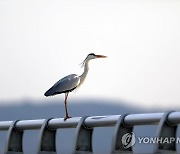 서산 천수만 간척지 찾은 왜가리