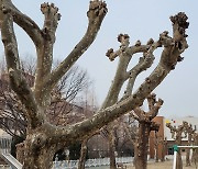 청주 환경단체 "자치단체의 가로수 보존대책 마련 시급"