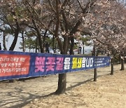 시흥시, 갯골생태공원 벚꽃길 올해도 출입 통제