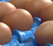 고공행진 멈추지 않는 달걀 값..최악 땐 추석무렵까지 지속