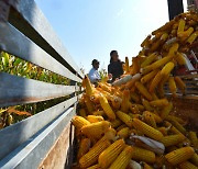 [최수문특파원의 차이나페이지] <87> 중국식 '집체 농업'이 농촌 현대화 가로막아..식량생산 정체에 수입은 급증