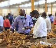 ZIMBABWE TOBACCO AGRICULTURE