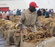 ZIMBABWE TOBACCO AGRICULTURE