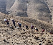 "작년 산불 피해, 잃어버린 숲 되찾자" 안동, 3년간 나무 58만그루 심는다