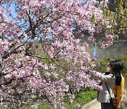 천리포수목원에 자주목련 활짝, '살랑살랑 봄소풍' 포토존