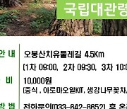 [강릉소식] 국립대관령치유의숲 오는 11일 걷기 대회 개최