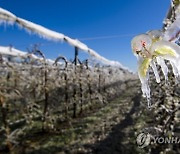 SWITZERLAND AGRICULTURE FRUIT TREE FROST