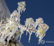 SWITZERLAND AGRICULTURE FRUIT TREE FROST