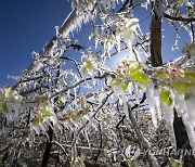 epaselect SWITZERLAND AGRICULTURE FRUIT TREE FROST