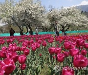 INDIA KASHMIR TULIP FLOWERS