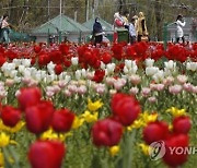 INDIA KASHMIR TULIP FLOWERS