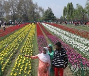 INDIA KASHMIR TULIP FLOWERS