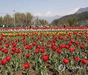 INDIA KASHMIR TULIP FLOWERS