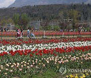 INDIA KASHMIR TULIP FLOWERS