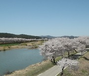 보은군 보청천변 벚꽃길, 만개한 벚꽃 연분홍 물결