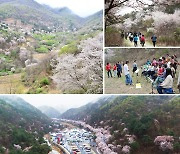 금산군, '2021년 랜선 보곡산골 산꽃여행' 온라인 전환