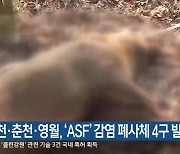 화천·춘천·영월, 'ASF' 감염 폐사체 4구 발견
