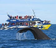 고래 탄 유람선? 펭귄,돌고래 코앞서 보는 뉴질랜드 바다