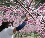 활짝 핀 복숭아꽃 '풍작을 기원하는 마음으로'