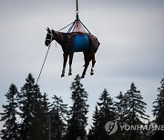 SWITZERLAND TRANSPORT HORSES