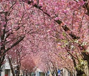 GERMANY WEATHER CHERRY BLOSSOM