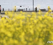 울산 간절곶 찾은 나들이객 '노란 유채꽃에 흠뻑 빠지다'