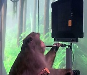 뇌에 컴퓨터 칩 심은 원숭이, 생각만으로 비디오 게임