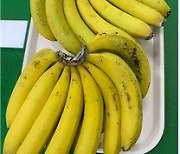 바나나 껍질, 비만 예방에 효과