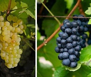 [김성실의 역사 속 와인] 부르고뉴 와인 명성 뒤엔 중세 수도자들 실험정신이 있다
