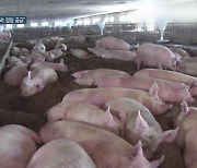 [요즘 북한은] 공장에도 돼지가?..北 가축 사육 장려 외