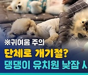 [비디오머그] 낮잠 자는 강아지 유치원, 정말 이렇게 잠든다고?