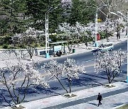 노동신문 "4월 태양절 앞두고 수도에 펼쳐진 꽃들"