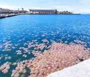 이탈리아 연안에 대규모 해파리떼 출현.."분홍빛 바다 물결"